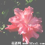 宁波鄞州杜鹃花的花语