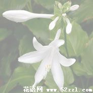 宁波鄞州晚香玉（夜来香）的花语