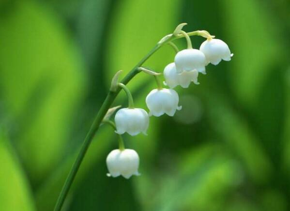 宁波鄞州铃兰花花语