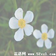 宁波鄞州银莲花的花语