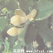 宁波鄞州优昙花（山玉兰）的花语